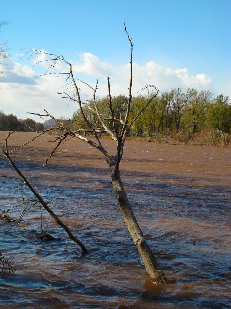 Delaware River near Livingston Manor
