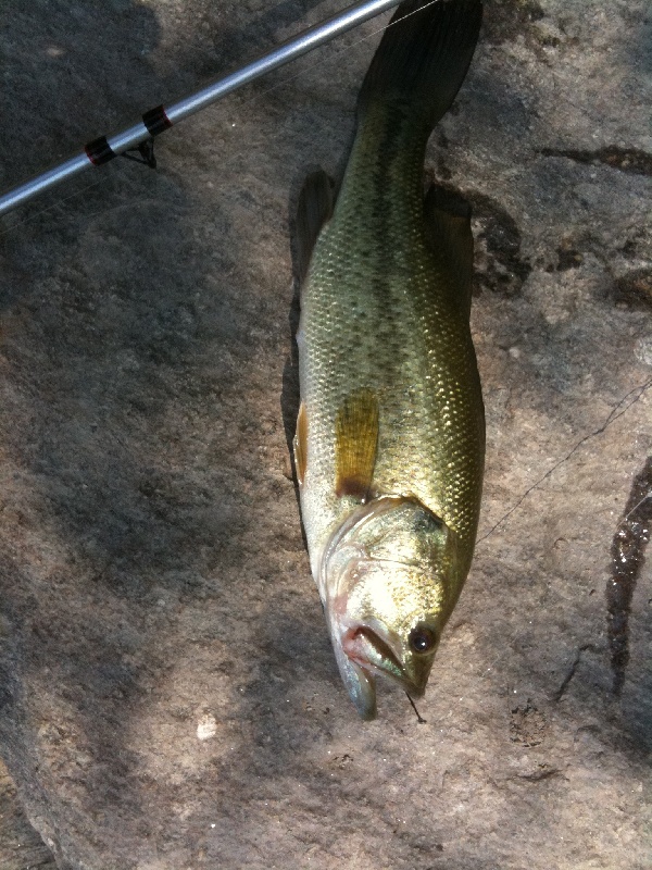 Bass Hooked at Spy Pond