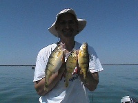 Jumbo Perch Fishing Lake Erie