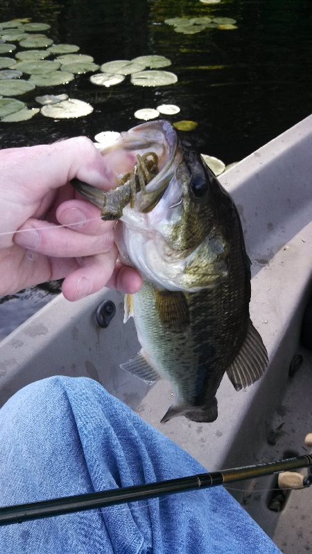 largest yet out of wildcat lake