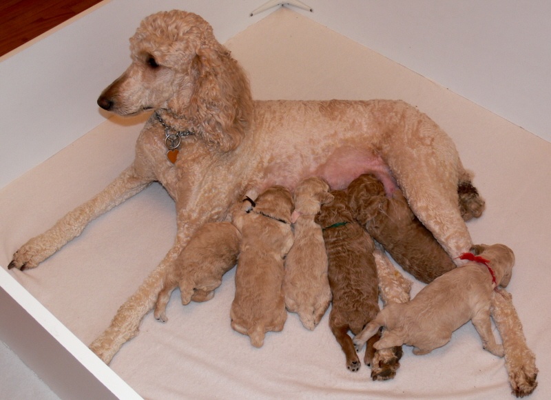 AKC Standard Poodle Puppies For Sale