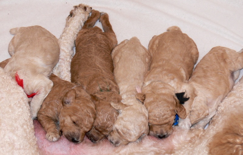 AKC Standard Poodle Puppies For Sale in Connecticut