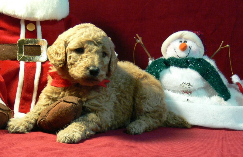 Standard poodle puppy "Red"