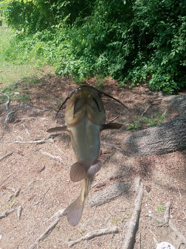 Bullhead Catfish chicopee