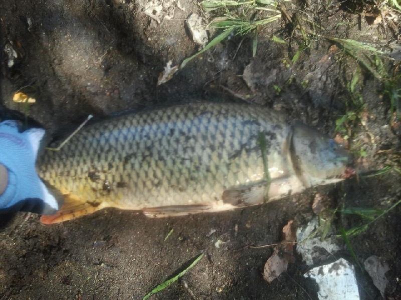 first carp