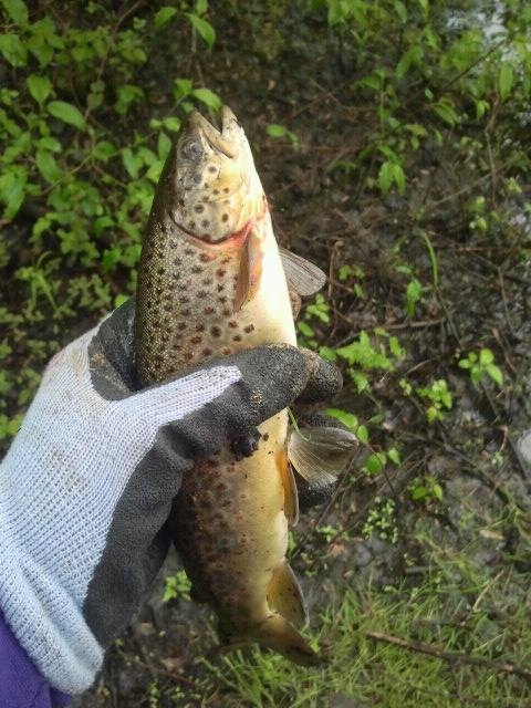 Brown Trout in Beaver Brook!