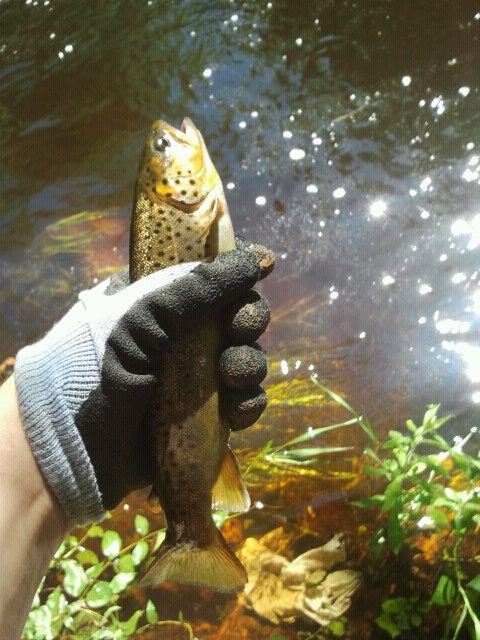 Beaver Brook (Trout & Fallfish