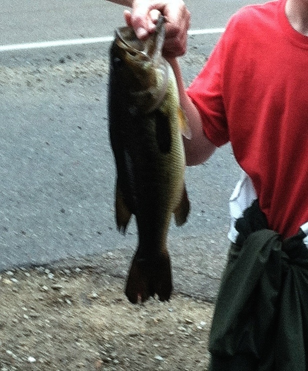 18.5 inches