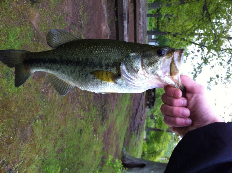 Bass at the Res