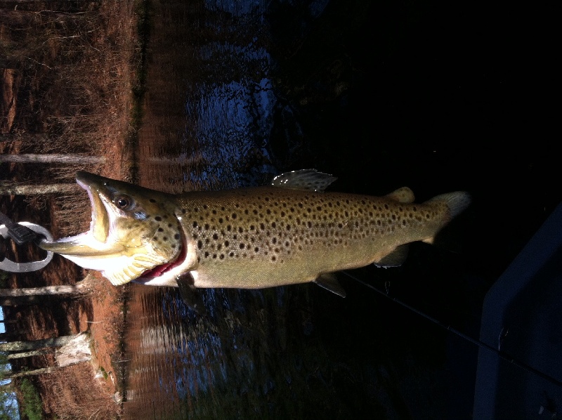 Trophy brown trout
