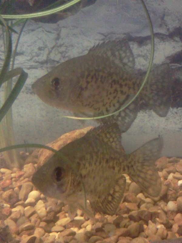 my little crappies