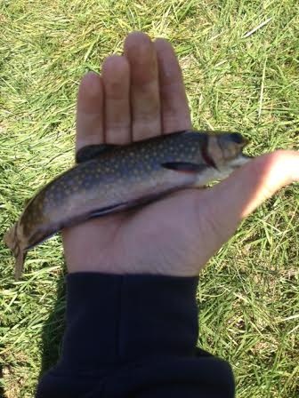 Smaller of the Brook Trout