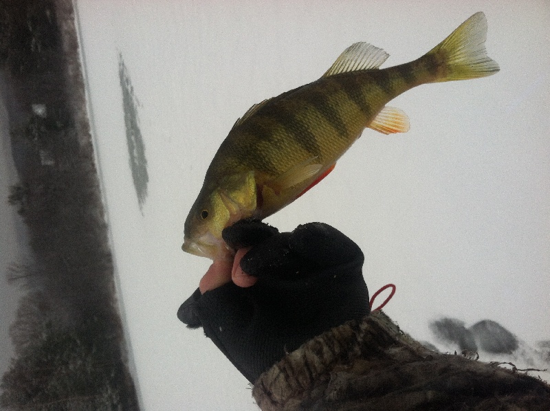 One of many perch caught