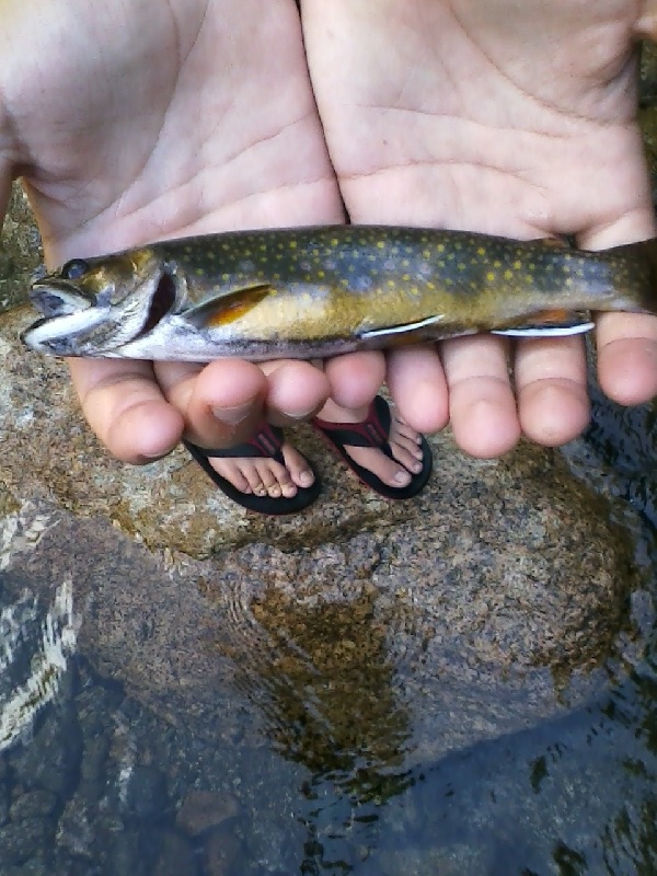 First Ever Brookies