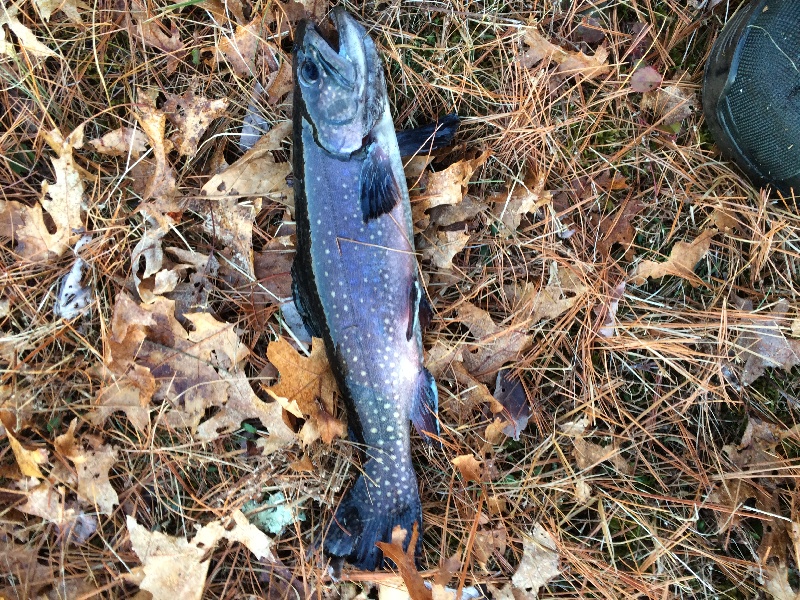 First brookie of the year 