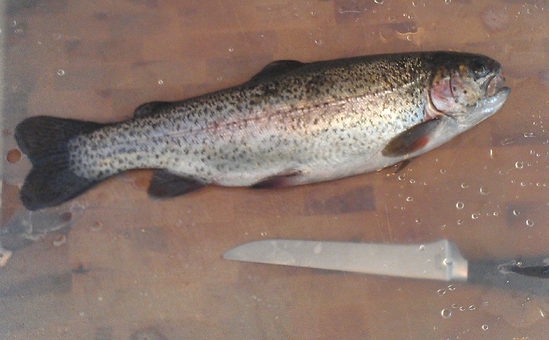 First Trout of 2013