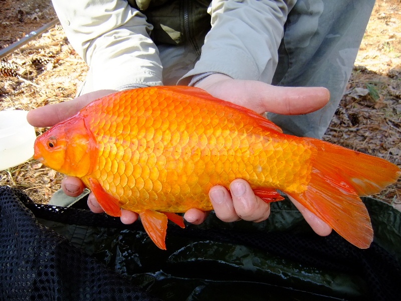 Pb goldfish