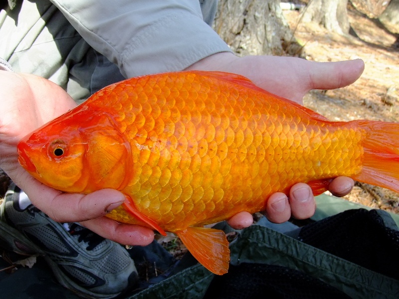 PB goldfish 