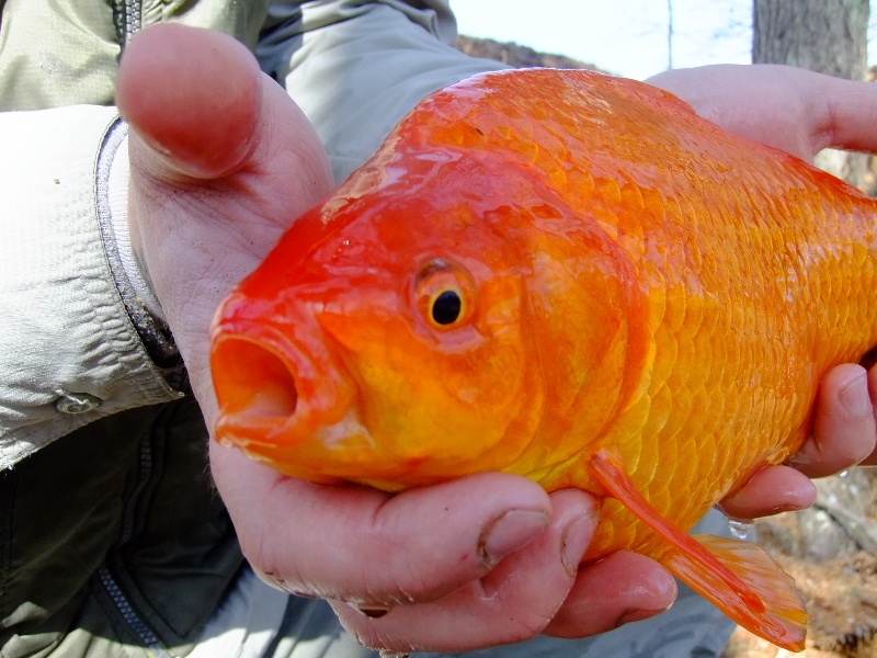 PB goldfish