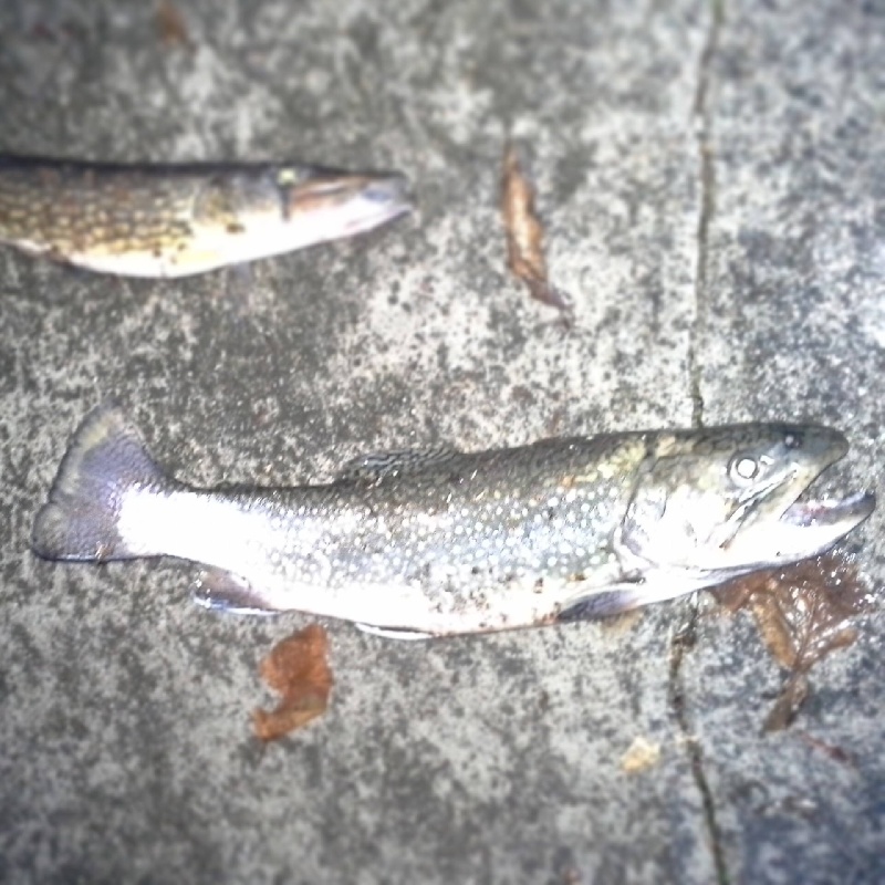 Brook Trout and Pickerel