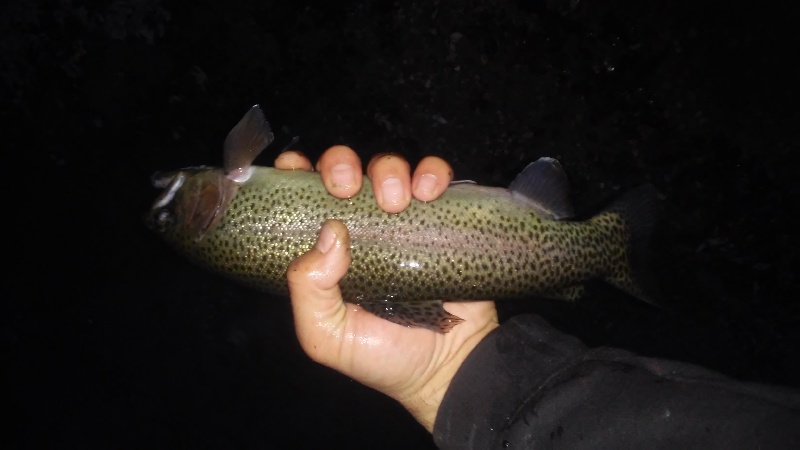 Rainbow from Lincoln woods state park caught on spinner minnow
