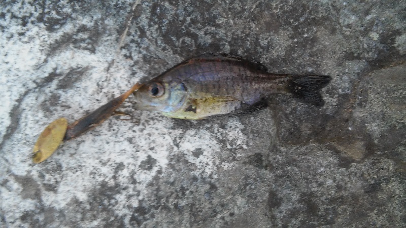 Baby bluegill from Lincoln woods