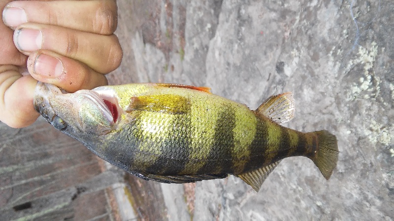 small yellow perch with powerbait