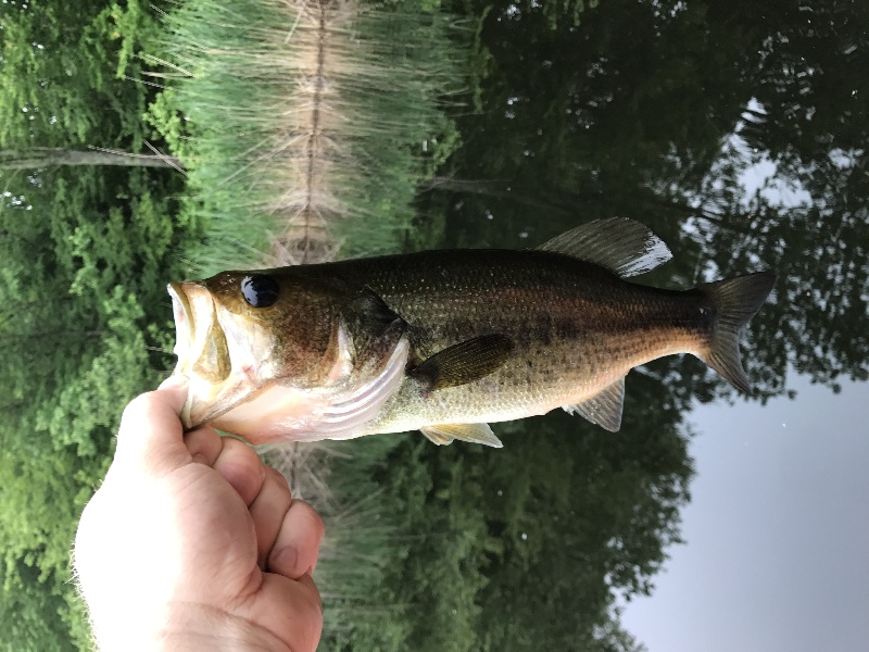 Private Reserve Bass 2018 