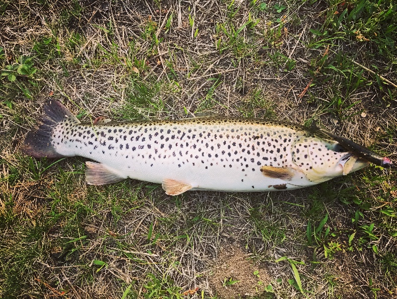 Winding Trails Brown Trout 