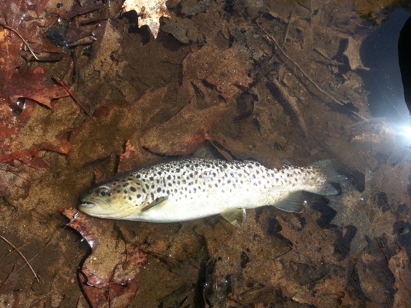 1st brown trout of the day.