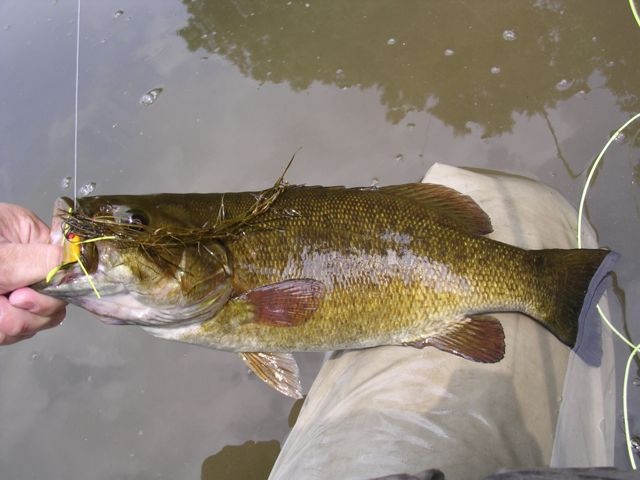 New River Smallie