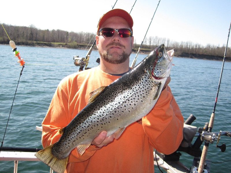 6+ lb Lake Ontario Brown Trout