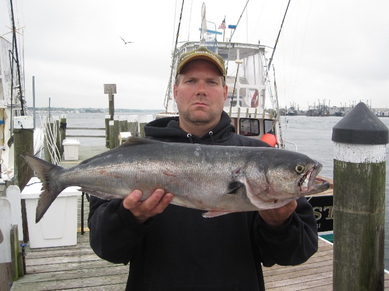 Rhode Island Bluefish