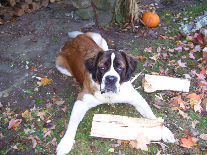 my puppy plays with 18 inch firewood