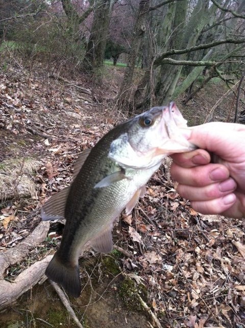 homdel park first bass of this year 