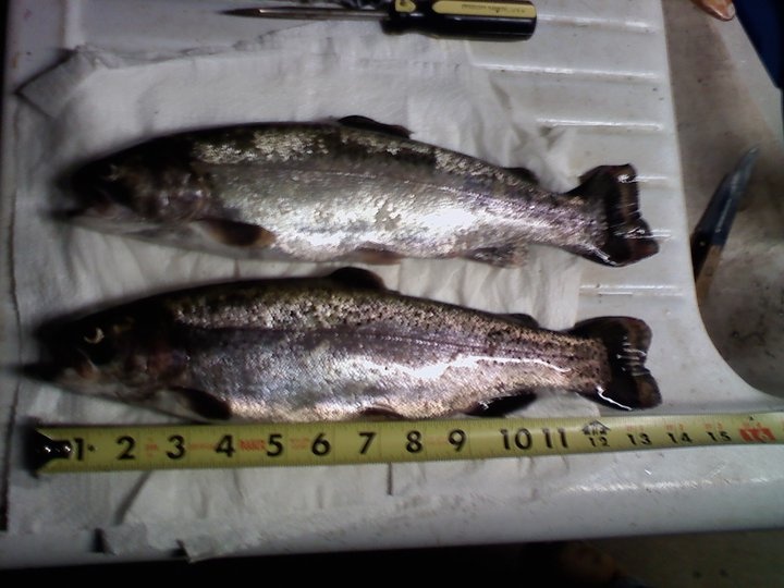 my buddy got these back to back in like 3 minute on a perch rap no less