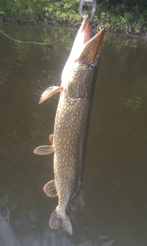 another nice pike