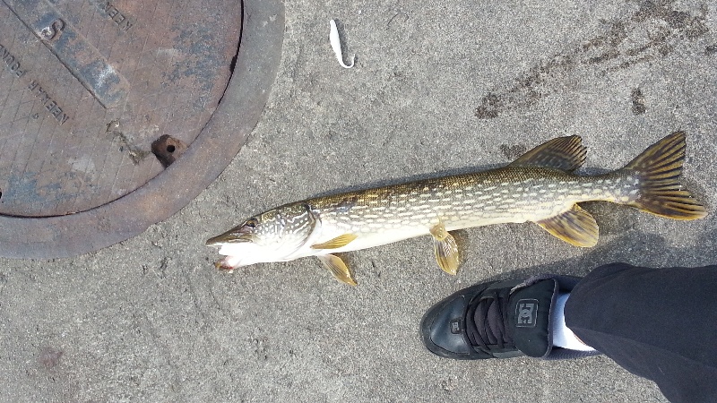 another pike