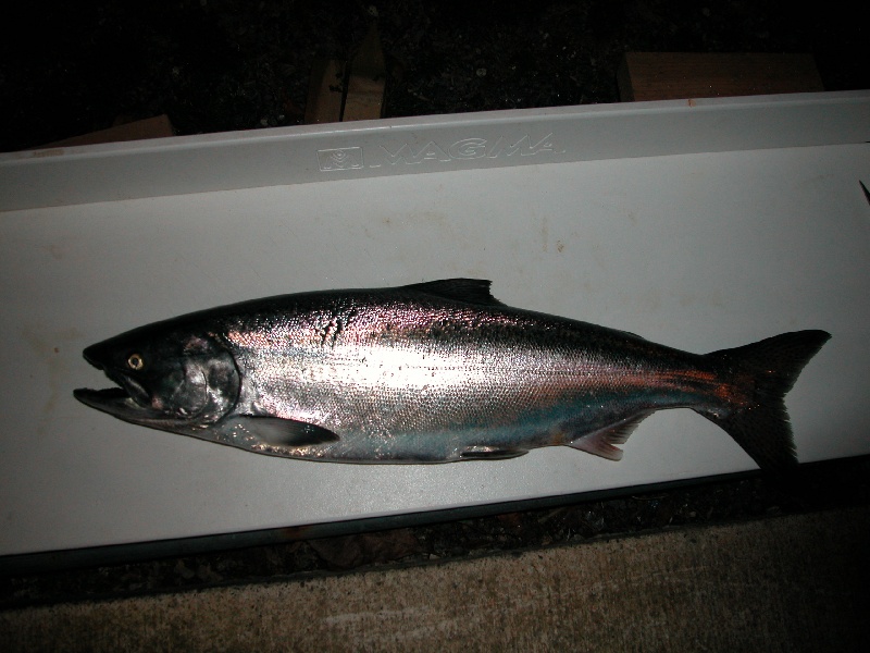 Teryl's Salmon