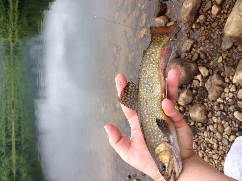 God's Country Brook Trout..