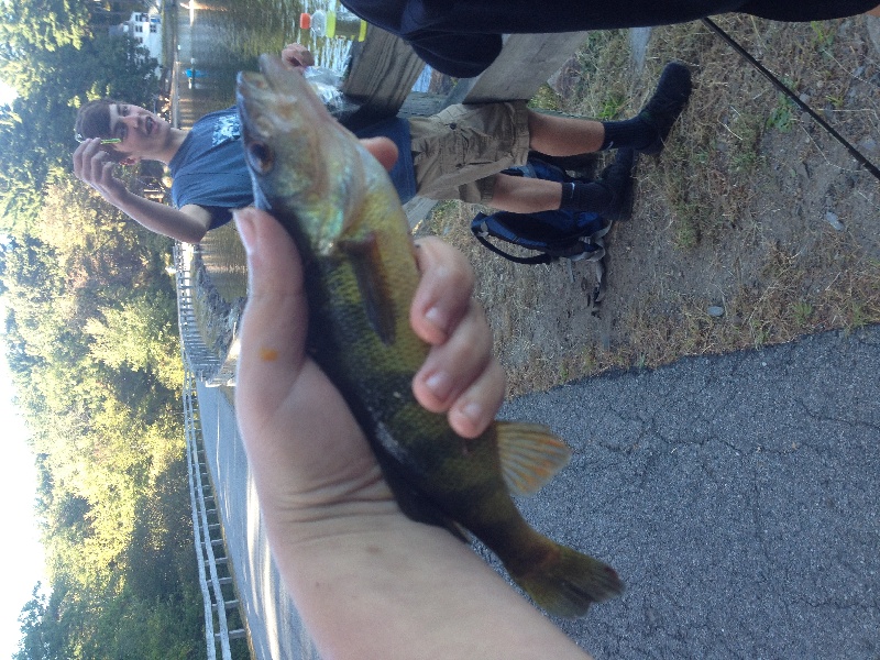 Small perch with bassin1234