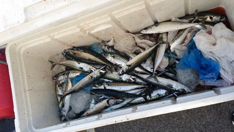 about 100 ##s of mackerel