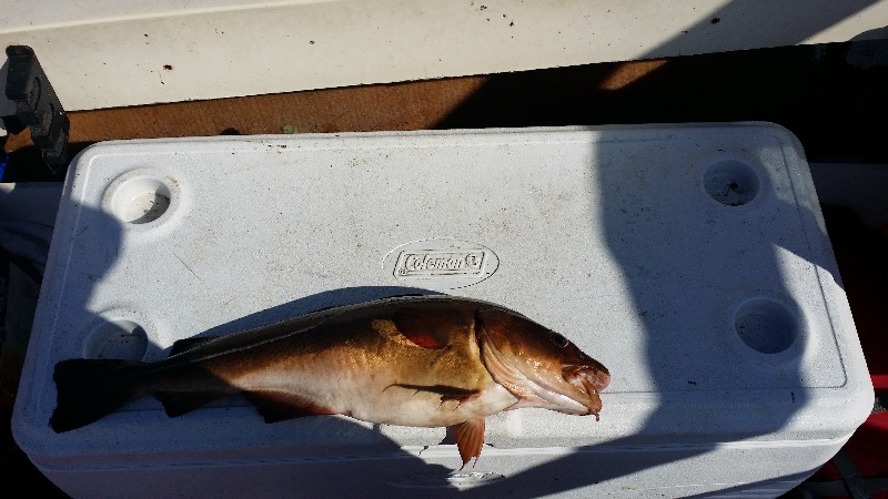 Nice harbor cod. 28 inches 