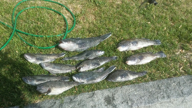 pile of sea bass and a couple togs