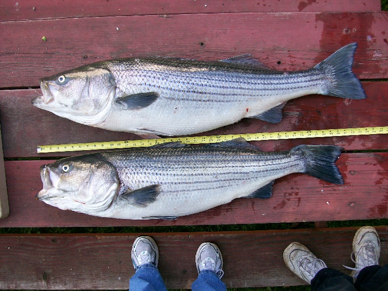 Ct river stripers