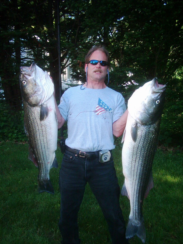 Ct river Stripers