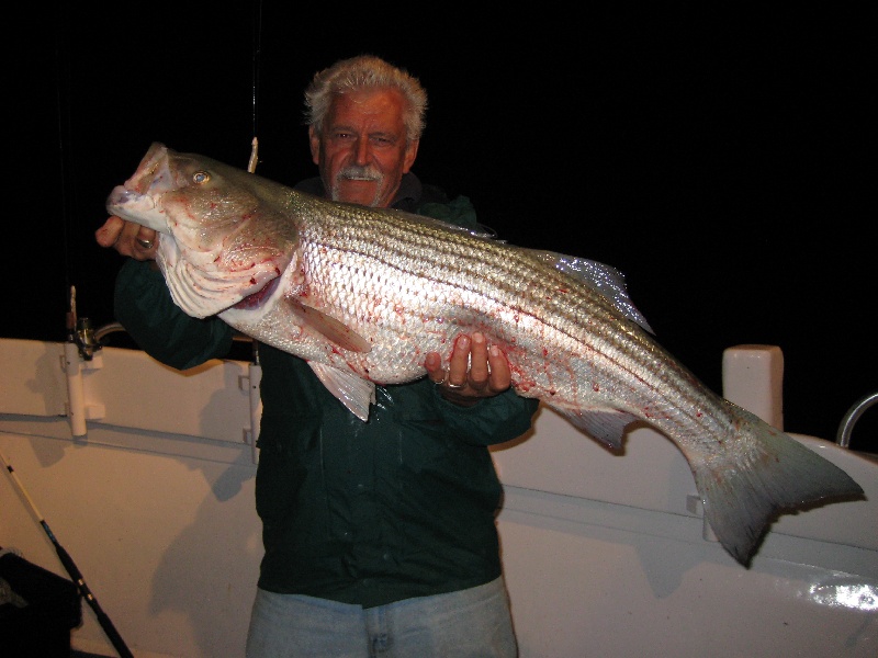 25 lb Striped Bass