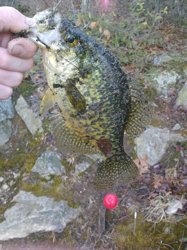 Yea Lil Crappie
