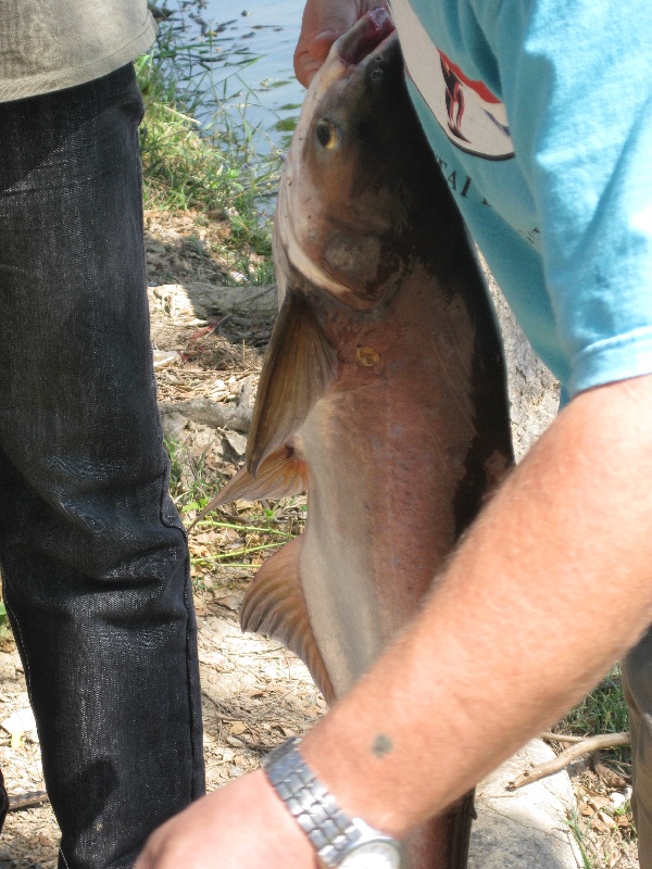 mekong catfish