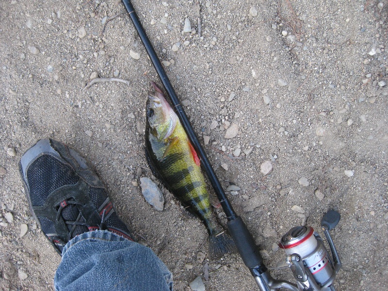 yellow perch caught at Forge pond